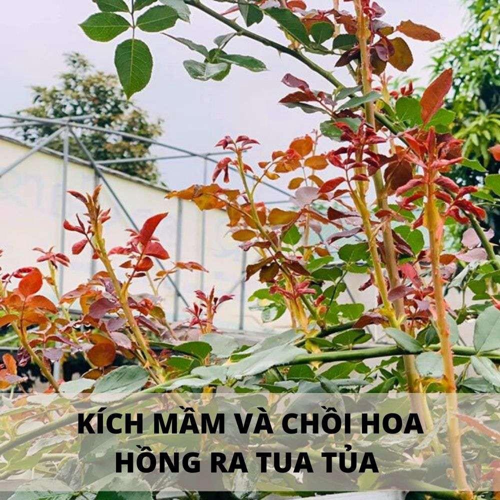 Có nên sử dụng thuốc kích thích sinh trưởng để tăng chiều cao?
