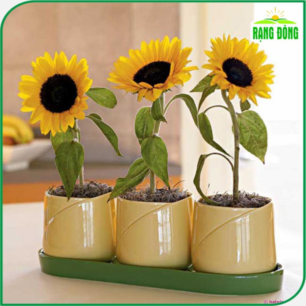 Lượng nước cần cho hạt giống hoa hướng dương là bao nhiêu?