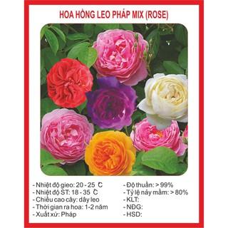 hạt giống hoa hồng