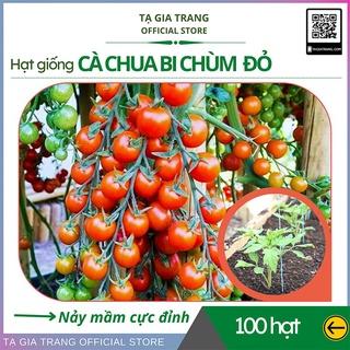 Top 10 hạt giống cà chua tốt nhất