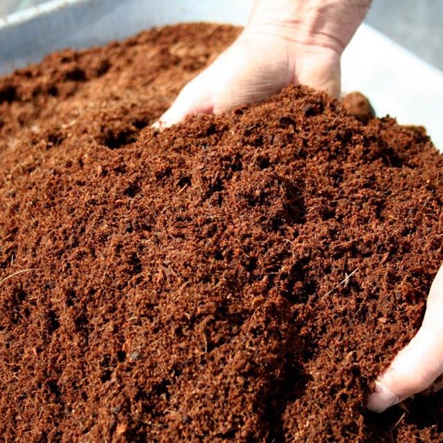 Có cách nào để ngăn ngừa mụn xơ dừa không xuất hiện?