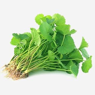Hạt giống rau má lá nhỏ, đóng gói 0.5gr