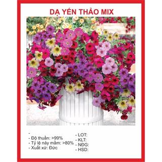 hạt giống hoa dạ yến thảo