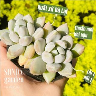 Sen đá sỏi xám SONDA GARDEN size bé 5-8cm, cây cảnh trang trí nhà cửa, lỗi 1 đổi 1