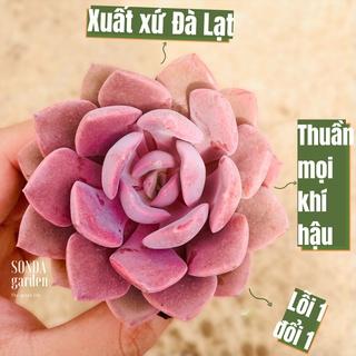 Top 10 sen đá hoa hồng tốt nhất