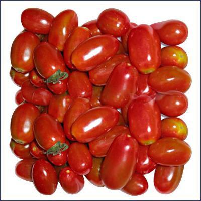 Làm thế nào để gieo hạt giống cà chua đúng cách?