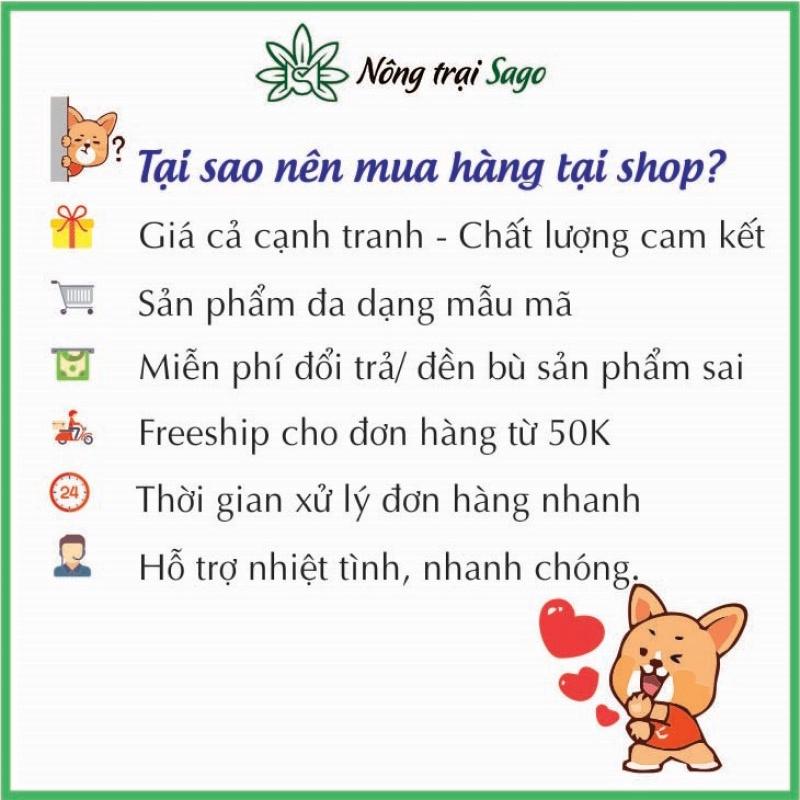 Cách chăm sóc cây cà rốt củ to sau khi trồng?