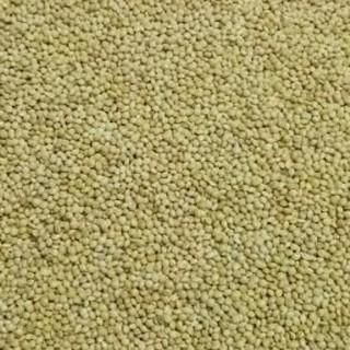1KG HẠT KÊ BÓNG VÀNG (THỨC ĂN CHO CHIM CẢNH, VẸT, GÀ, YẾN PHỤNG,LB.....)