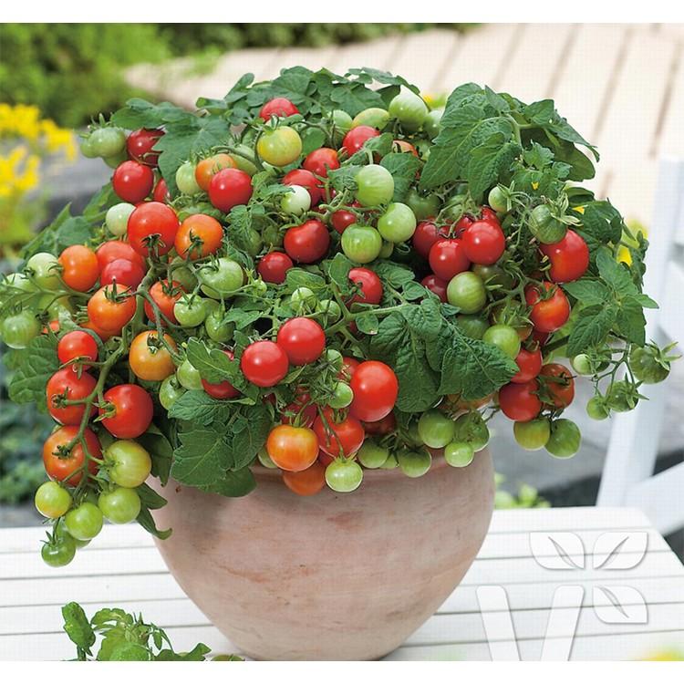 Khi nào là thời điểm thích hợp để trồng cà chua từ hạt giống?