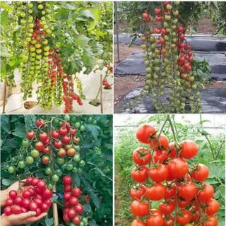 Hạt giống cà chua bi dây chùm quả đỏ - 30 hạt/gói ( Kèm 3 viên xơ dừa ươm hạt )