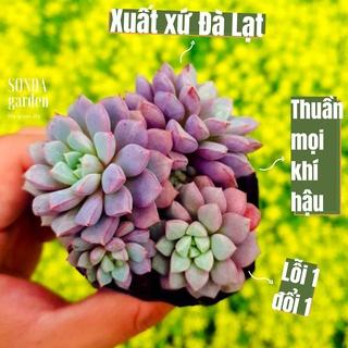 Top 10 sen đá kim cương tím tốt nhất