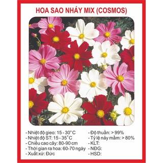 Hạt giống Hoa Cúc Sao Nhái Đơn 200 Hạt