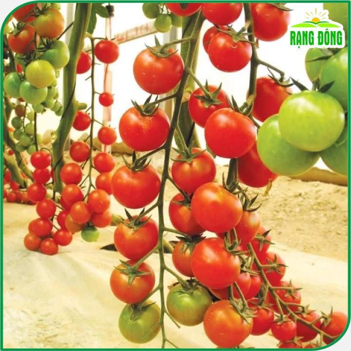 Cần chuẩn bị những điều gì trước khi trồng cà chua từ hạt giống?