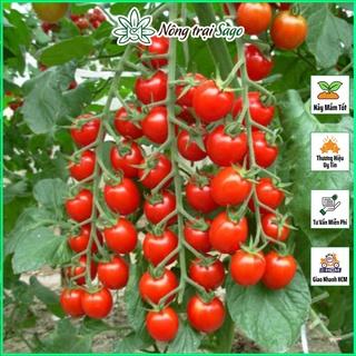 [Mã LIFE121210K giảm 10% đơn 50K] Hạt giống Cà Chua Cherry Đỏ Sinh Trưởng Vô Hạn, Trái Ngọt - Nông Trại Sago