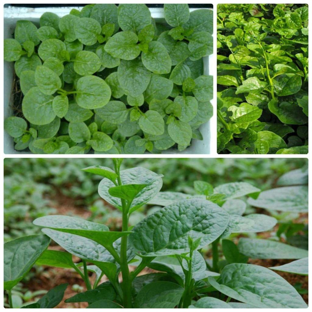 Khi thu hoạch mồng tơi, làm thế nào để giữ cho nó tươi lâu và có thể sử dụng được lâu dài?