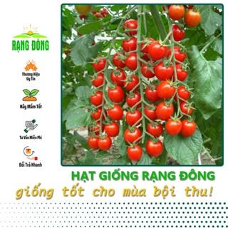 Hạt giống Cà Chua Cherry Đỏ Lai F1 Sinh Trưởng Vô Hạn, Trồng Quanh Năm (gói 0,1 gram) - Hạt Giống Rạng Đông