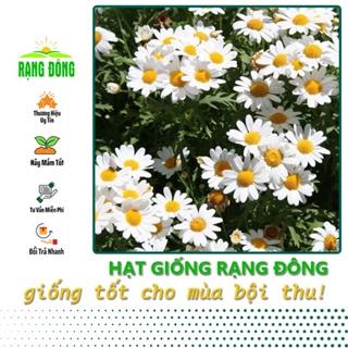 Hạt giống Hoa Cúc Họa Mi Trắng Dùng Làm Trà, Trồng Quanh Năm - Hạt Giống Rạng Đông