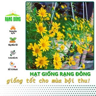 Hạt giống Hoa Cúc Sao Băng Dễ Trồng, Thích hợp Trồng Chậu - Hạt giống Rạng Đông