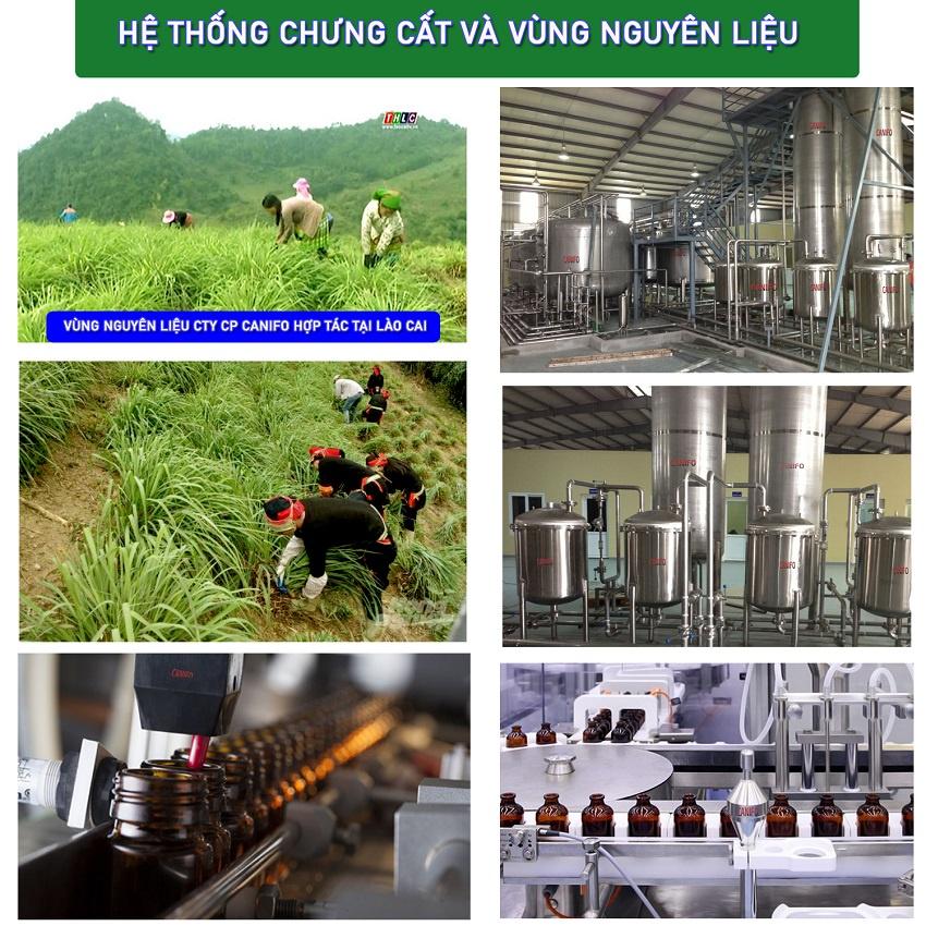 Nguồn gốc và quy trình sản xuất tinh dầu tràm trà nguyên chất như thế nào?