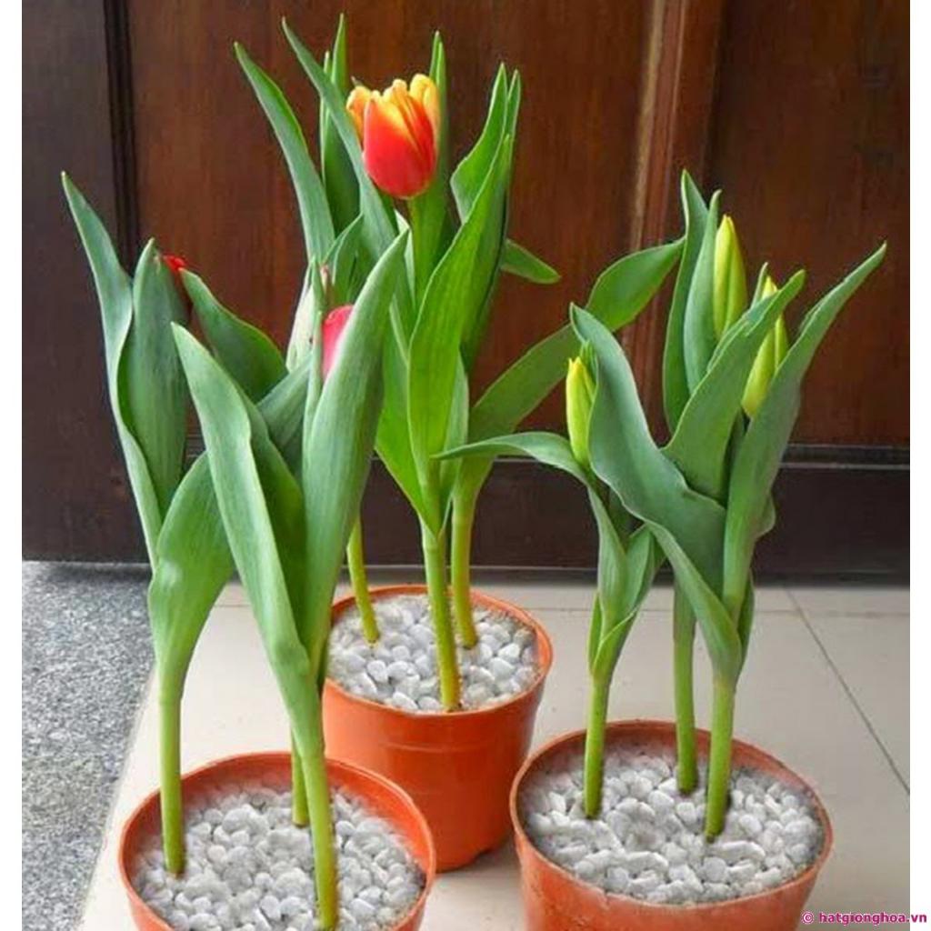 Cách sử dụng dầu gió đỏ Thái Lan như thế nào?